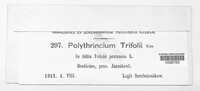 Polythrincium trifolii image